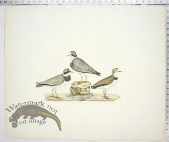 Ring Plover - Old & Young; Kentish Plover